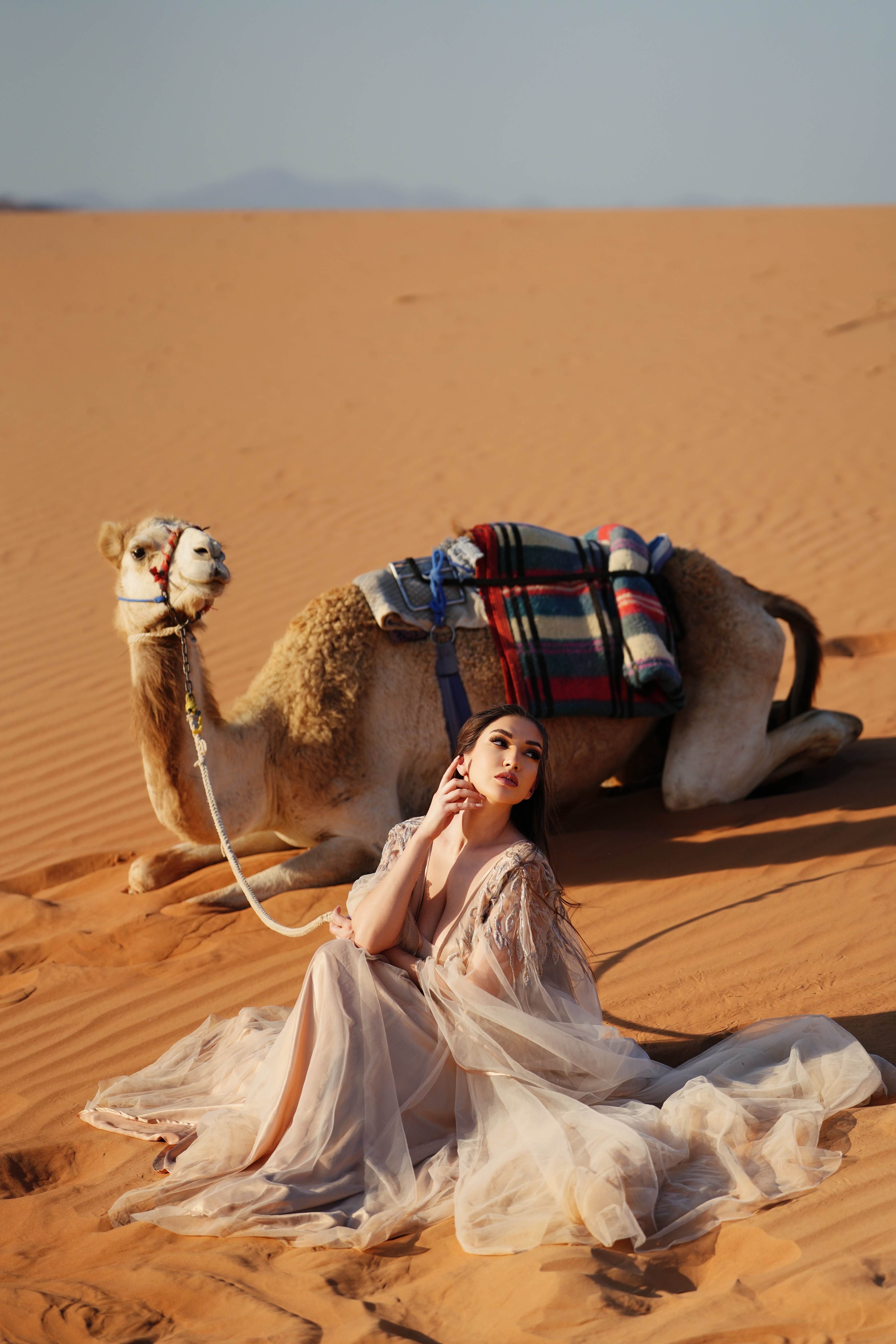 Traditional Omani Camel